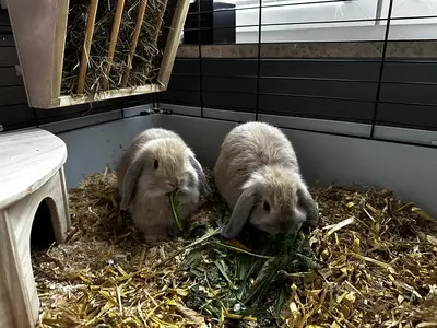 Ohne, Mini Lop Jungtier - weiblich