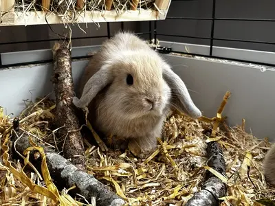 Ohne, Mini Lop Jungtier - weiblich