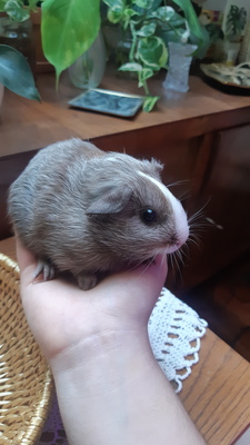 Oreo, Glatthaar Jungtier - männlich