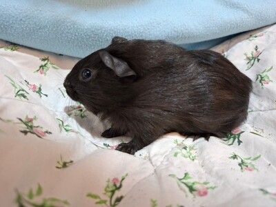 Otto, Glatthaar-Meerschweinchen - männlich