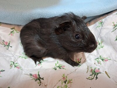 Otto, Glatthaar-Meerschweinchen - männlich