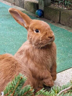 Pablo, Widderkaninchen - männlich