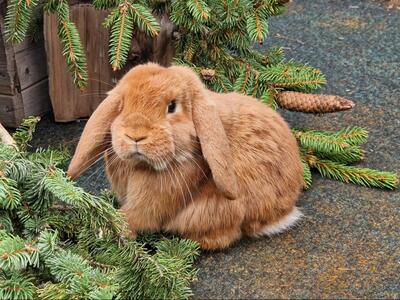 Pablo, Widderkaninchen - männlich