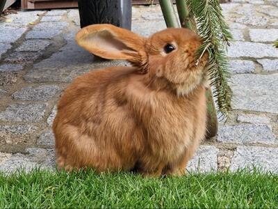 Pablo, Widderkaninchen - männlich