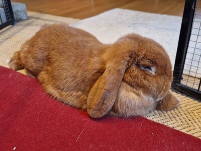 Pablo, Widderkaninchen - männlich