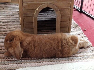 Pablo, Widderkaninchen - männlich