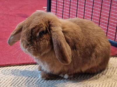 Pablo, Widderkaninchen - männlich