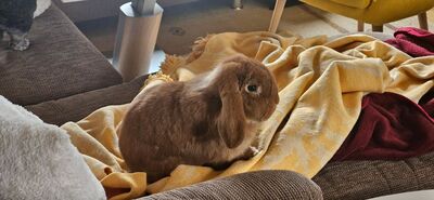 Pablo, Widderkaninchen - männlich