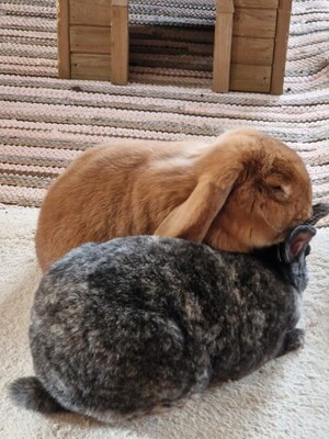 Pablo, Widderkaninchen - männlich