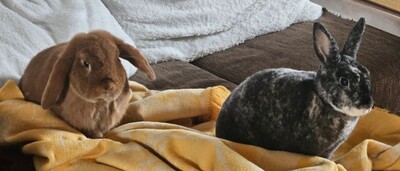 Pablo, Widderkaninchen - männlich