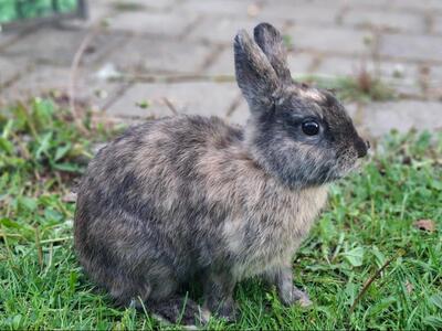 Pauli, Deilenaarkaninchen - männlich