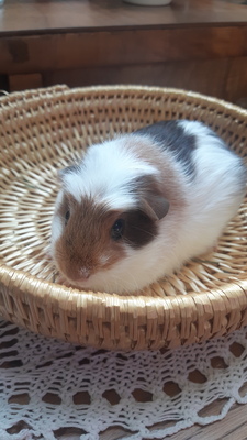 Peanut, American Crested Jungtier - weiblich