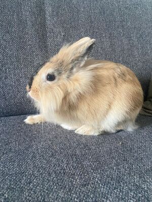 Peanut, Löwenkopfzwerge - männlich