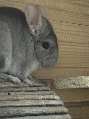 Peddy und Vital, Angora - männlich