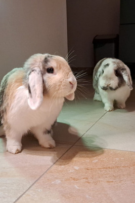 Penelope & Ferdinand