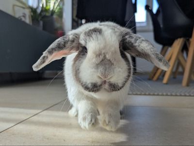 Penelope & Ferdinand, Zwergwidder - weiblich