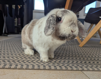 Penelope & Ferdinand, Zwergwidder - weiblich