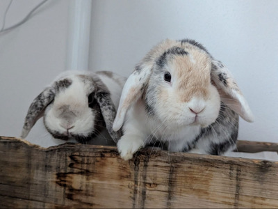 Penelope & Ferdinand, Zwergwidder - weiblich