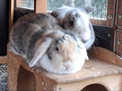 Penelope & Ferdinand, Zwergwidder - weiblich