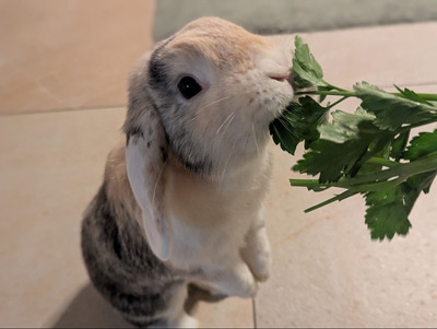 Penelope & Ferdinand, Zwergwidder - weiblich