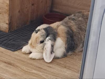 Penelope & Ferdinand, Zwergwidder - weiblich