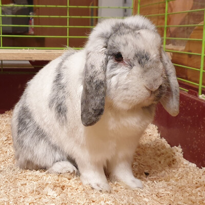 Peterle, Zwergkaninchen Zwergwidder - männlich
