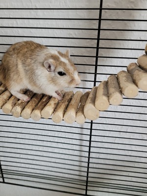 Rennmäuse Jungtier - männlich