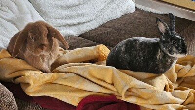 Rexi, Kleinrex - männlich