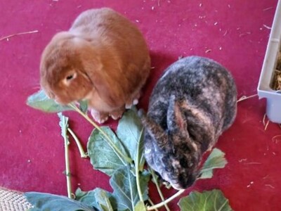 Rexi, Kleinrex - männlich