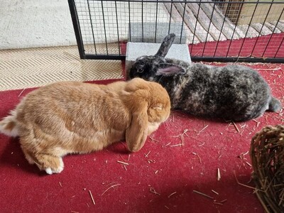 Rexi, Kleinrex - männlich