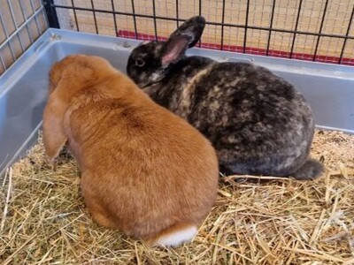 Rexi, Kleinrex - männlich