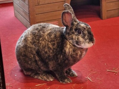 Rexi, Kleinrex - männlich