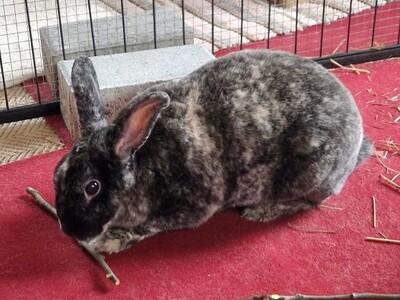 Rexi, Kleinrex - männlich