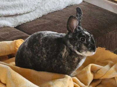 Rexi, Kleinrex - männlich