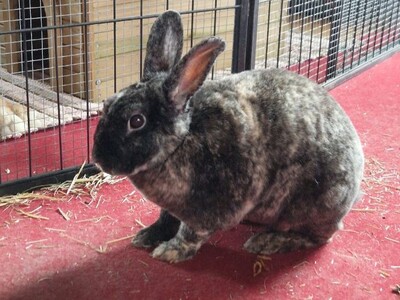 Rexi, Kleinrex - männlich