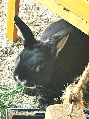 Rita, Weißgrannenkaninchen - weiblich