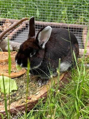 Rita, Weißgrannenkaninchen - weiblich