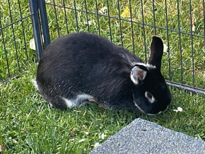 Rita, Weißgrannenkaninchen - weiblich
