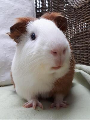 Ron, Pflegestelle in 85586 Poing - männlich