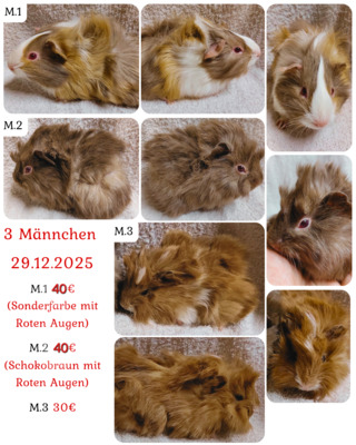 Rosette Jungtier - männlich