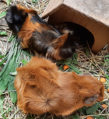 Rosette und Crested Jungtier - weiblich