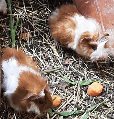 Rosette und Crested Jungtier - weiblich