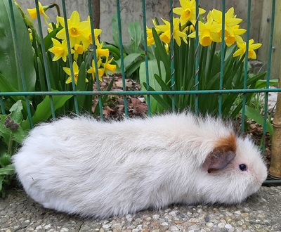 Rosette und Crested Jungtier - weiblich