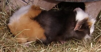 Rosette und Crested - männlich