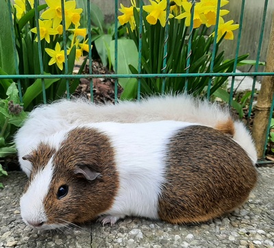 Rosette und Crested - weiblich