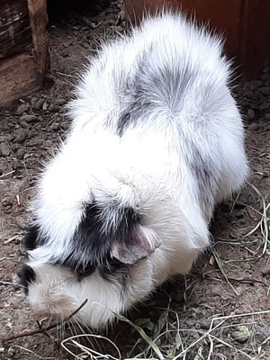Rosette und Crested - weiblich