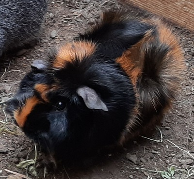 Rosette und Crested - weiblich