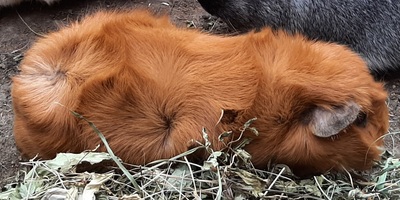 Rosette und Crested - weiblich