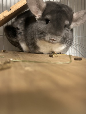Rumi und Zoe, Langschwanzchinchilla - weiblich