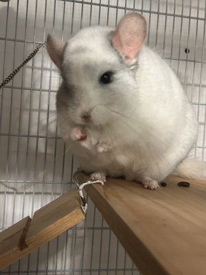 Rumi und Zoe, Langschwanzchinchilla - weiblich